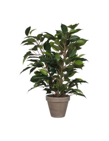 Ficus natasja con maceta d11.5cm - 40x30cm