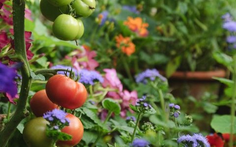 ¿Qué plantar en marzo?