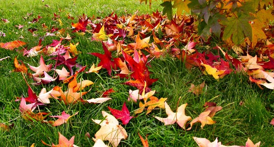 Tareas de jardín en otoño