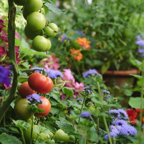 ¿Qué plantar en marzo?