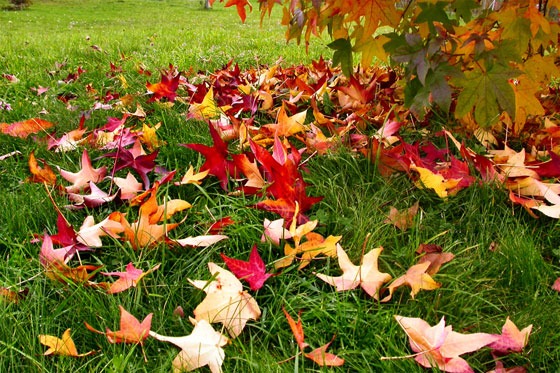 Tareas de jardín en otoño
